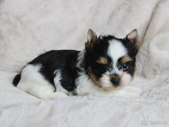 Biewer terrier s PP FCI - 4
