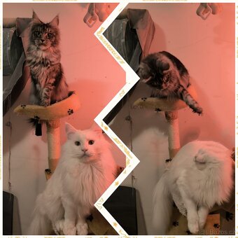 Maine coon kočičky kočky - úhrada aj na časti - 4