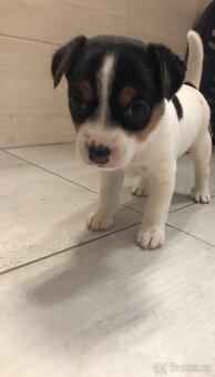 Jack Russell Teriér - 4