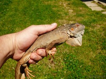 Červený leguán (Iguana iguana) - 4