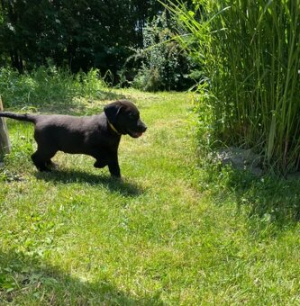 Labradorský retrívr ( labrador ) - 4