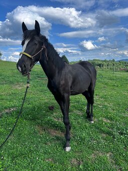 Hřebeček 1/2 lusitano - 4