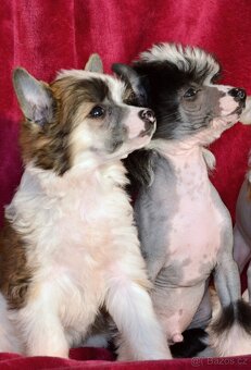 Čínský chocholatý pes s pp - 4