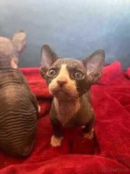 Kanadský sphynx - 4