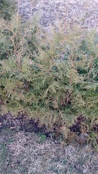 Thuja ocid Brabant - 4