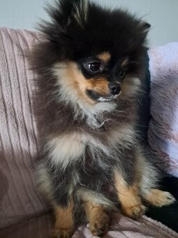 Pomeranian mini - 4