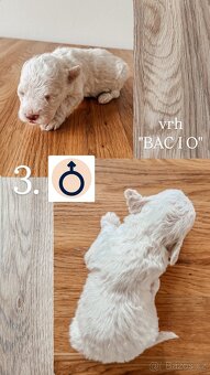 Prodám štěňata lagotto romagnolo - italský vodní pes - 4