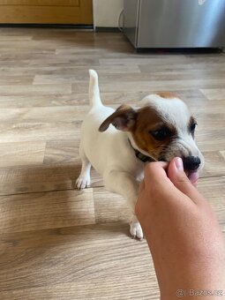 Jack Russell teriér - 4