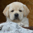 Labrador retriever - žlutý pejsek s PP - 4