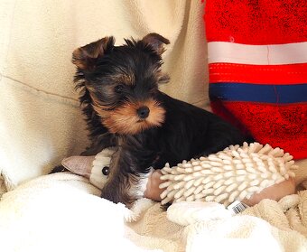 Jorkšírský terier Yorkshire terrier - 4