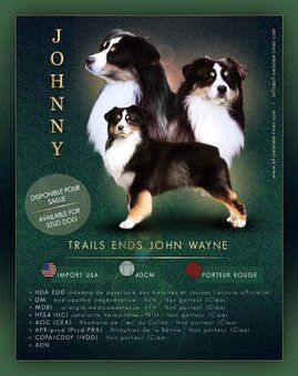 Miniaturní americký ovčák- štěnata - kluci s PP v barvě - 4