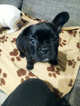 Francouzský Buldoček - 4