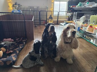 Anglický kokršpaněl s PP - 4