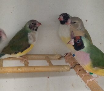 Amadina gouldova - 4