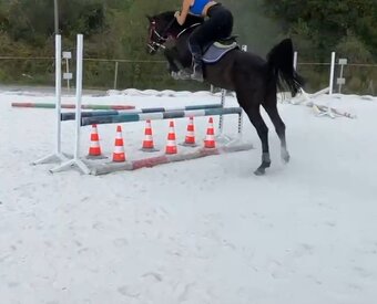 Arabsky zrebec - 4