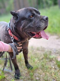 BRODY K ADOPCI - cane corso, mazel, parťák, vhodný k dětem - 4