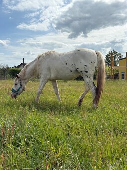 Hrebec appaloosa x CT - 4