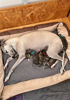 Whippet / Vipet s PP FCI - 4