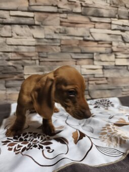 Jezevčík trpasličí - 4