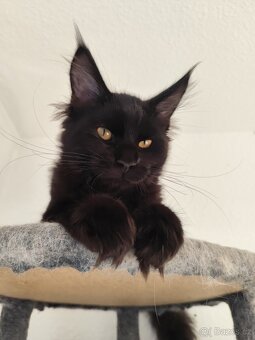 Mainská mývalí kočka - 4