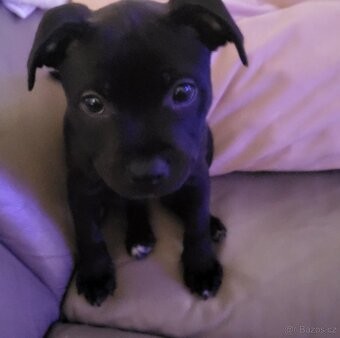 Stafordširský bulterier - 4