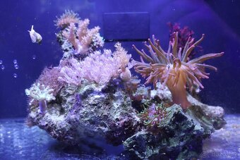 Mořské akvárium - 4