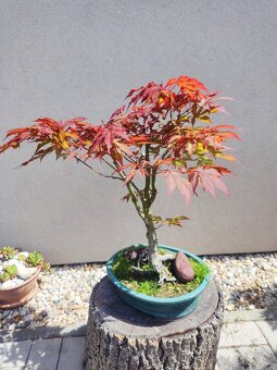Bonsai - 4