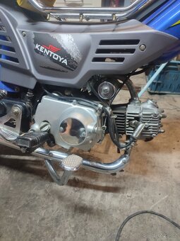 Jawa betka (Champ) - 4