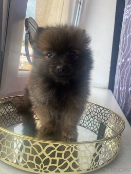 Pomeranian bez pp - 4