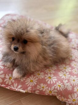 Pomeranian - 4