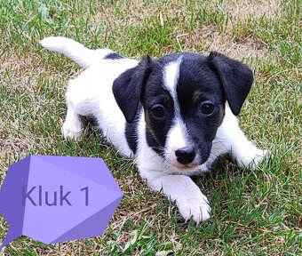 Jack Russel terier, kouzelná štěňátka - 4