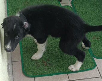 🐶 Border kolie s PP – štěně na prodej - 4