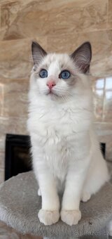 Ragdoll koťata bez PP - 4