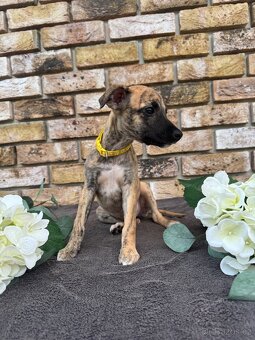 Whippet, Vipet s PP - 4