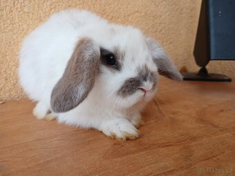 Zakrslý beránek - 4