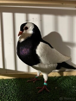 Český stavák černý Sedlatý - Samec - 4