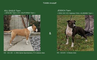 AMERICKÝ STAFORDŠÍRSKY TERIÉR s PP - 4