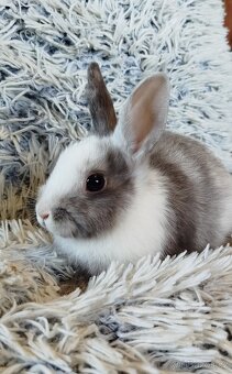 Zakrslý králík - 4