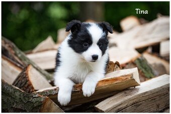 Border Collie, Border Kolia s PP FCI - 4