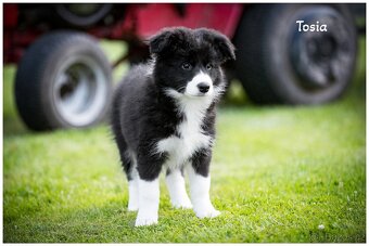 Border Collie, Border Kolia s PP FCI - 4