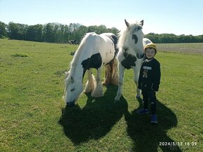 TOP k dětem - Irský cob - poloviční - 4