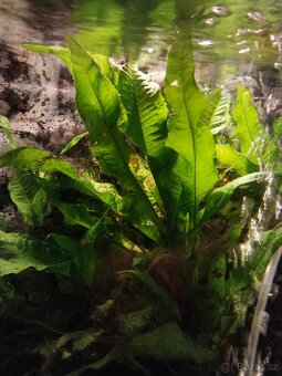 Anubias, Microsorium - 4