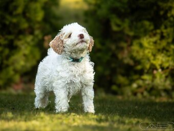 Lagotto romagnolo s PP - 4