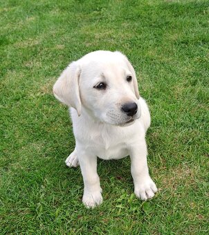 Labrador - štěňátka s PP - 4