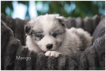 Border Collie, Border Kolia s PP FCI barva Blue Merle - 4