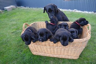 Labradorsky retriver s PP-šteňata - 4