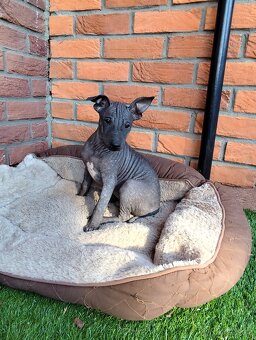 Americký bezsrstý teriér - 4