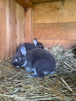 Zakrslý králík bílopesíkatý havanovitý - 4