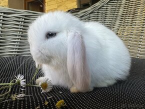 Zakrslý králíček beránek minilop, bílá modrooká samička - 4