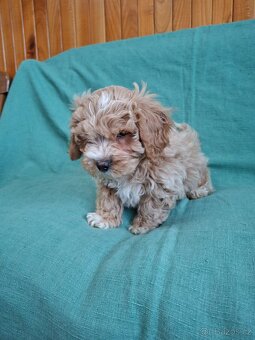 Maltipoo - 4